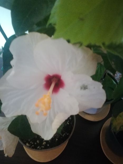  - Hibiscus 2021