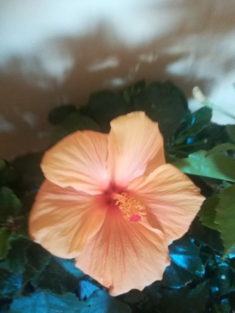  - Hibiscus 2021
