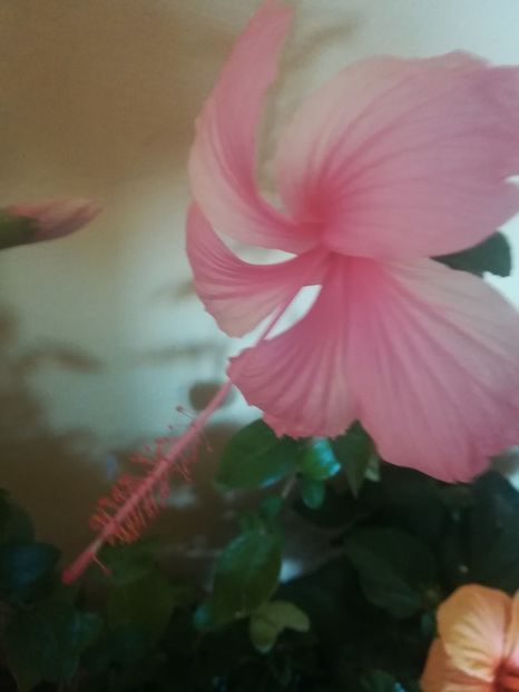  - Hibiscus 2021