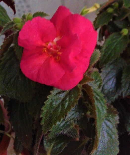 20211008_165701-2 - 000012 ACHIMENES