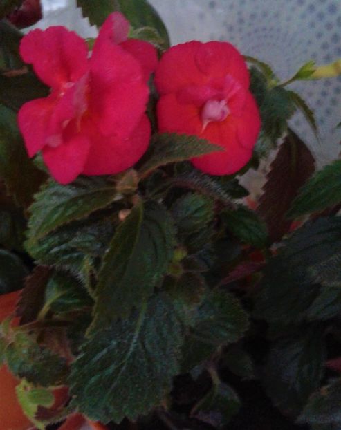 20211008_165726-3 - 000012 ACHIMENES