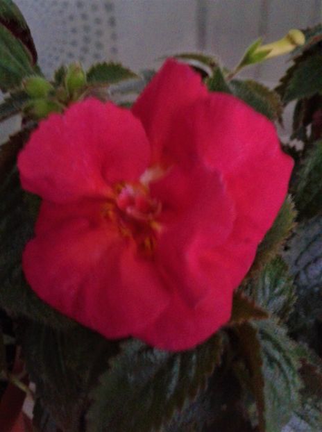 20211008_165649-4 - 000012 ACHIMENES