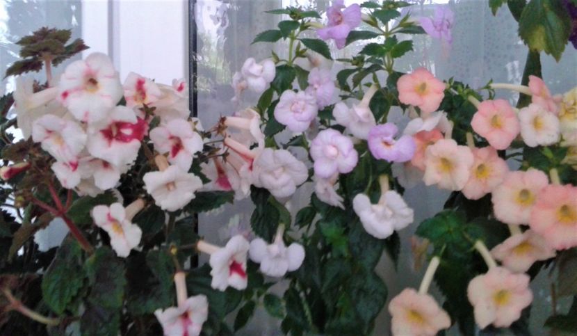 20211008_165353-1 - 000012 ACHIMENES