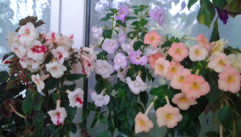 20211008_165406-2 - 000012 ACHIMENES