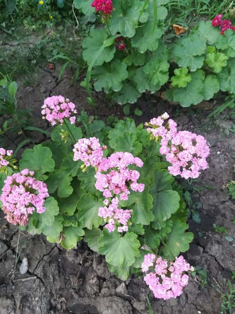 Australian Pink Rosebud - A-Muscate 2021