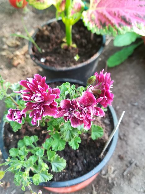 Quantok Double Dymond - A-Muscate 2021