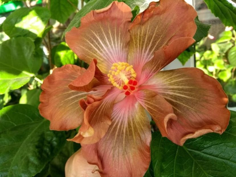  - Hibiscus din seminte 2020-2021