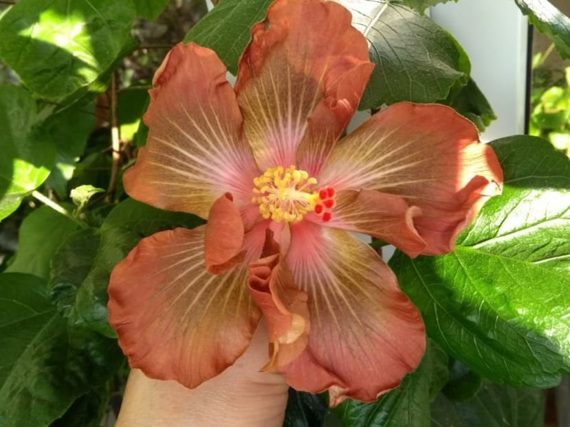  - Hibiscus din seminte 2020-2021