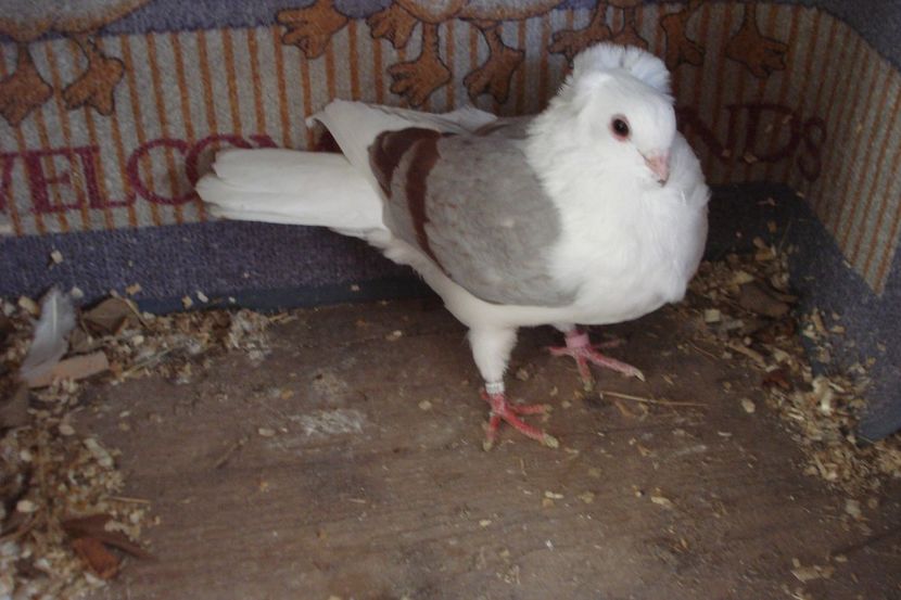 986 fem FLO IS - plecati