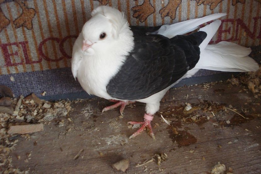 996 fem FLO IS - plecati