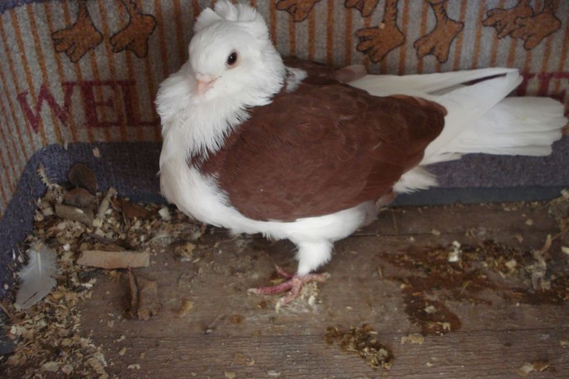 fi de la CS eug bm - plecati