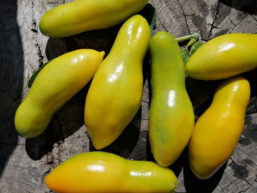  - SEMINTE ROSII - T 768 KAZAKHSTAN GRUNE FLACHE