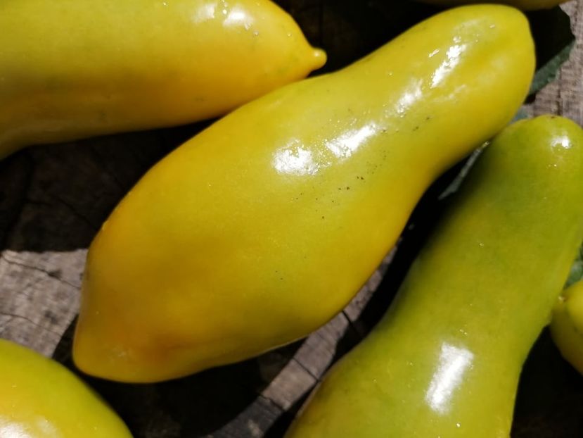  - SEMINTE ROSII - T 768 KAZAKHSTAN GRUNE FLACHE