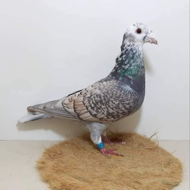  - Nu îmi aparțin 3