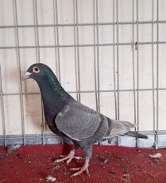  - Nu îmi aparțin 3