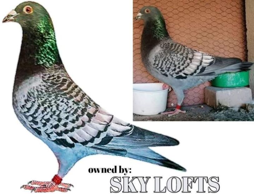  - Nu îmi aparțin 3