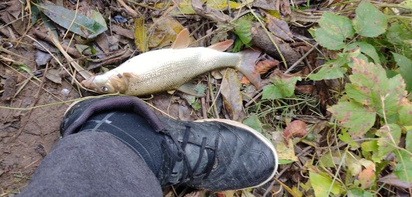 USER_SCOPED_TEMP_DATA_MSGR_PHOTO_FOR_UPLOAD_1633695588031_6852215939663551540 - Pescuit 2021