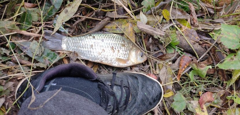 USER_SCOPED_TEMP_DATA_MSGR_PHOTO_FOR_UPLOAD_1633695021617_6852213563955904557 - Pescuit 2021