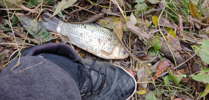 USER_SCOPED_TEMP_DATA_MSGR_PHOTO_FOR_UPLOAD_1633695011946_6852213523389045069 - Pescuit 2021