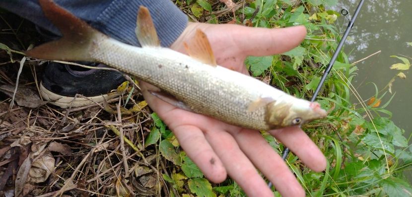 USER_SCOPED_TEMP_DATA_MSGR_PHOTO_FOR_UPLOAD_1633519894882_6851479029183746952 - Pescuit 2021