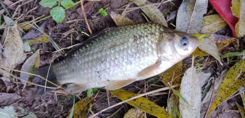 received_1205943813235915 - Pescuit 2021