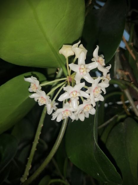  - Adenium Hoya si alte plante suculente