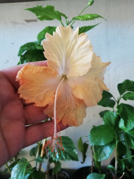  - Hibiscus Cream Lady