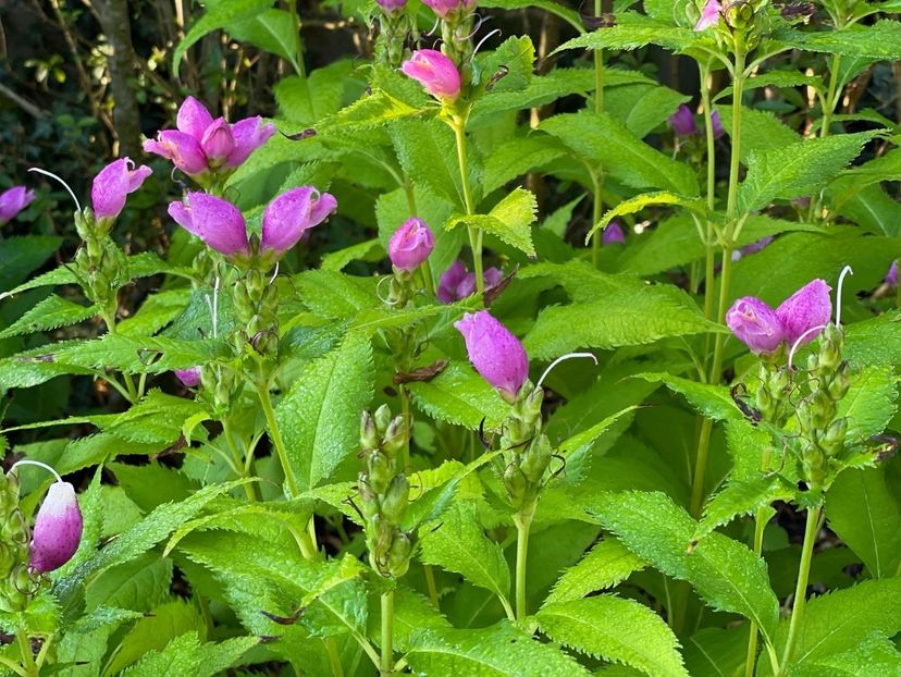A086F41D-8569-47FB-A6BA-14C93F5F7235 - Frumoasa mea gradina