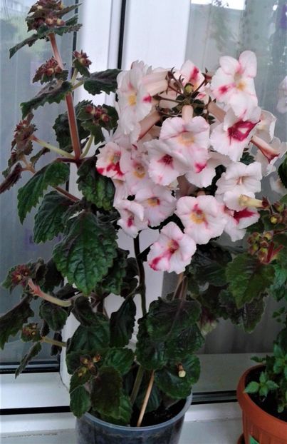 20211009_102958-3 - 000012 ACHIMENES