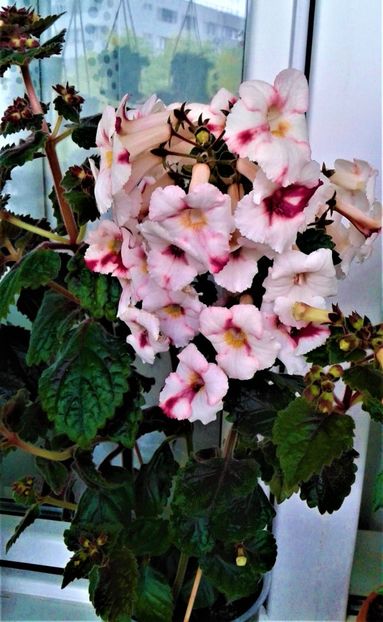 20211009_103151-1 - 000012 ACHIMENES