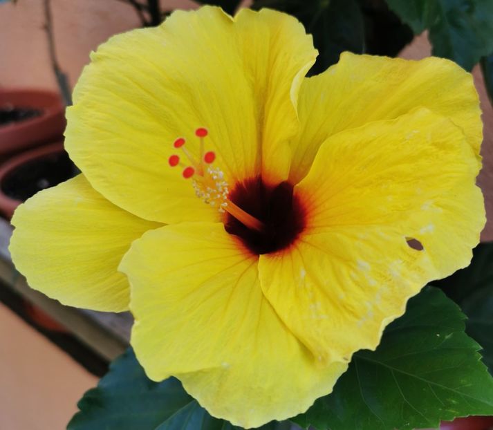  - 1 - 2 HIBISCUSI 2021