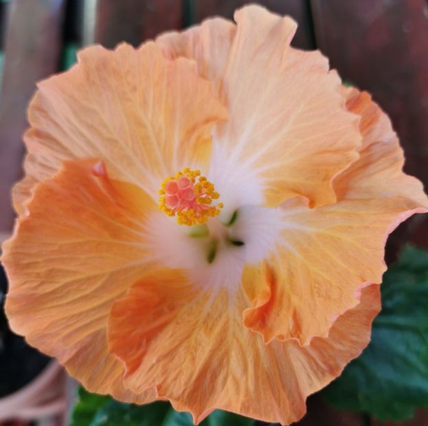  - 1 - 2 HIBISCUSI 2021