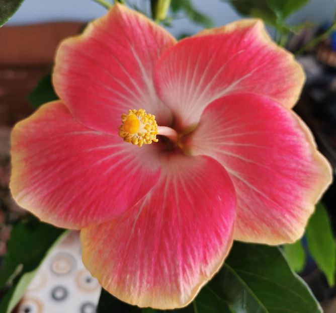  - 1 - 2 HIBISCUSI 2021