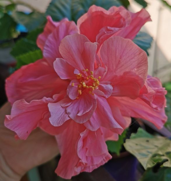  - 1 - 2 HIBISCUSI 2021