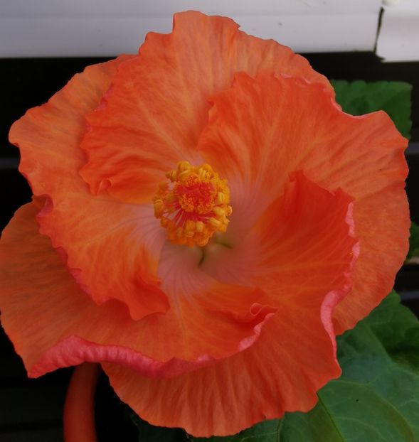  - 1 - 2 HIBISCUSI 2021