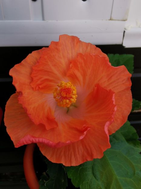  - 1 - 2 HIBISCUSI 2021