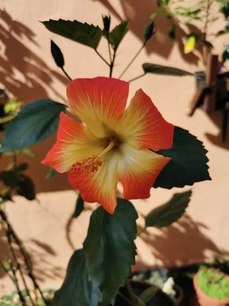  - 1 - 2 HIBISCUSI 2021