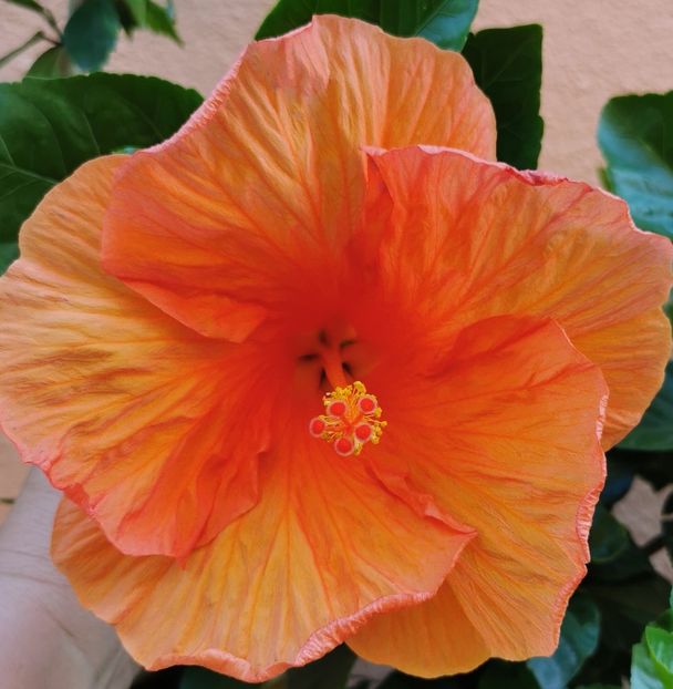  - 1 - 2 HIBISCUSI 2021