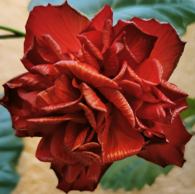  - 1 - 2 HIBISCUSI 2021