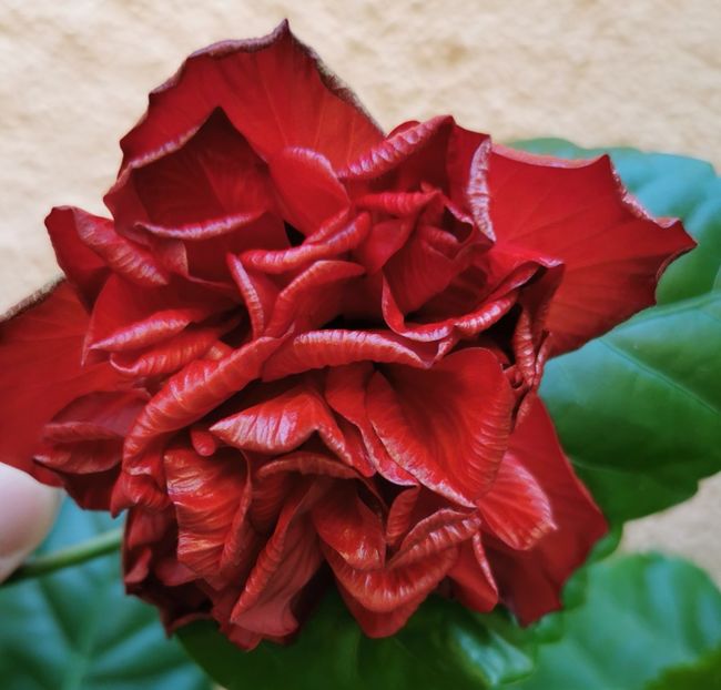  - 1 - 2 HIBISCUSI 2021