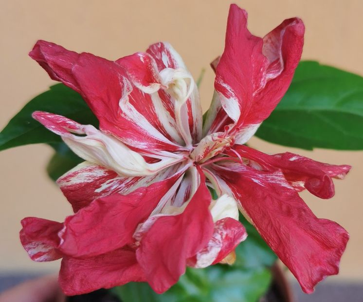  - 1 - 2 HIBISCUSI 2021