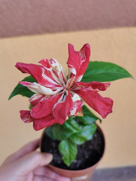  - 1 - 2 HIBISCUSI 2021