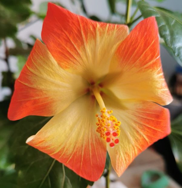  - 1 - 2 HIBISCUSI 2021