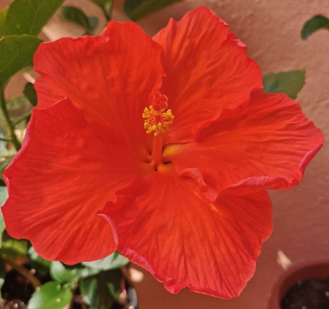  - 1 - 2 HIBISCUSI 2021