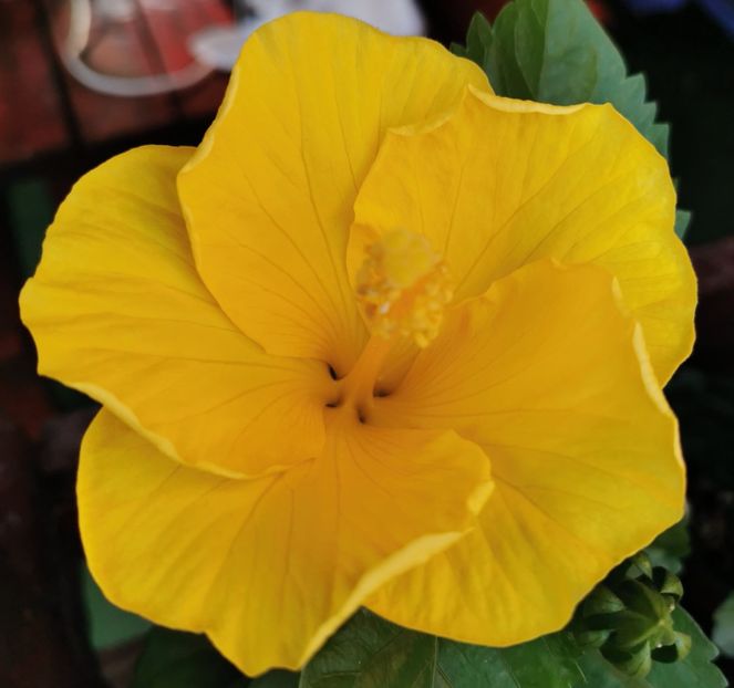  - 1 - 2 HIBISCUSI 2021