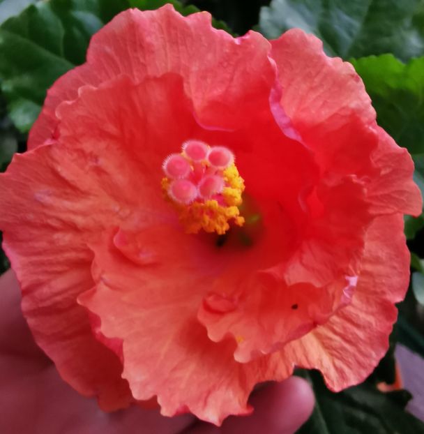  - 1 - 2 HIBISCUSI 2021