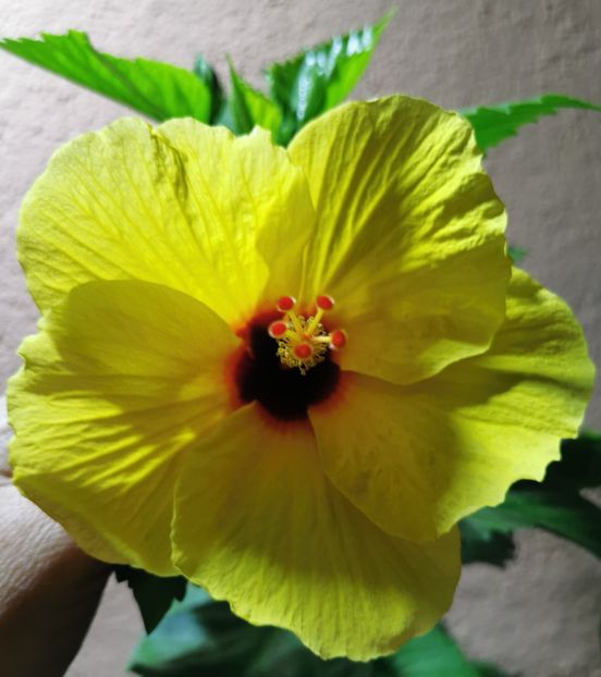  - 1 - 2 HIBISCUSI 2021