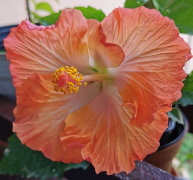  - 1 - 2 HIBISCUSI 2021