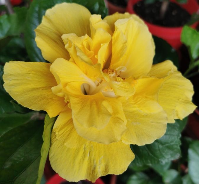  - 1 - 2 HIBISCUSI 2021