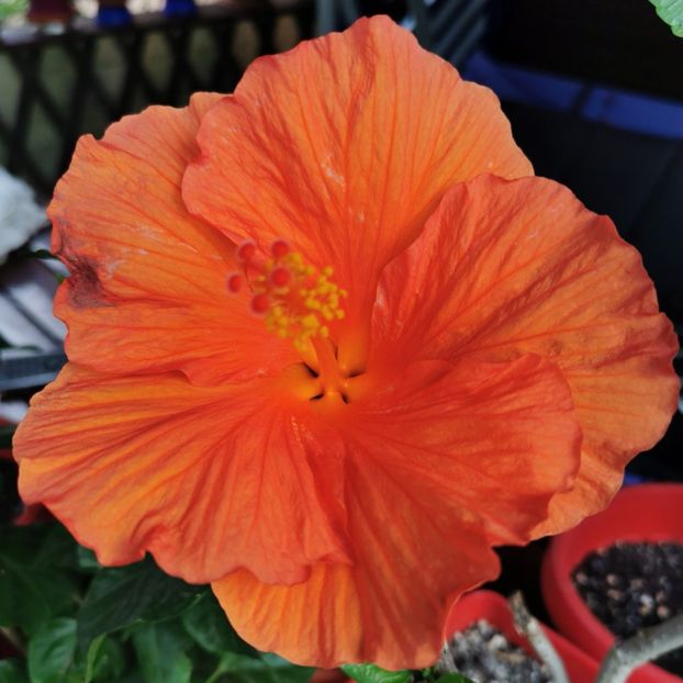  - 1 - 2 HIBISCUSI 2021